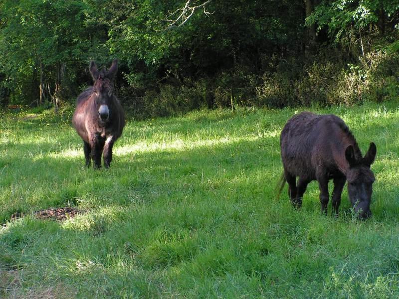 Le Puy Babin Chambres Familiales A La Ferme Saint-Mathurin  Bagian luar foto